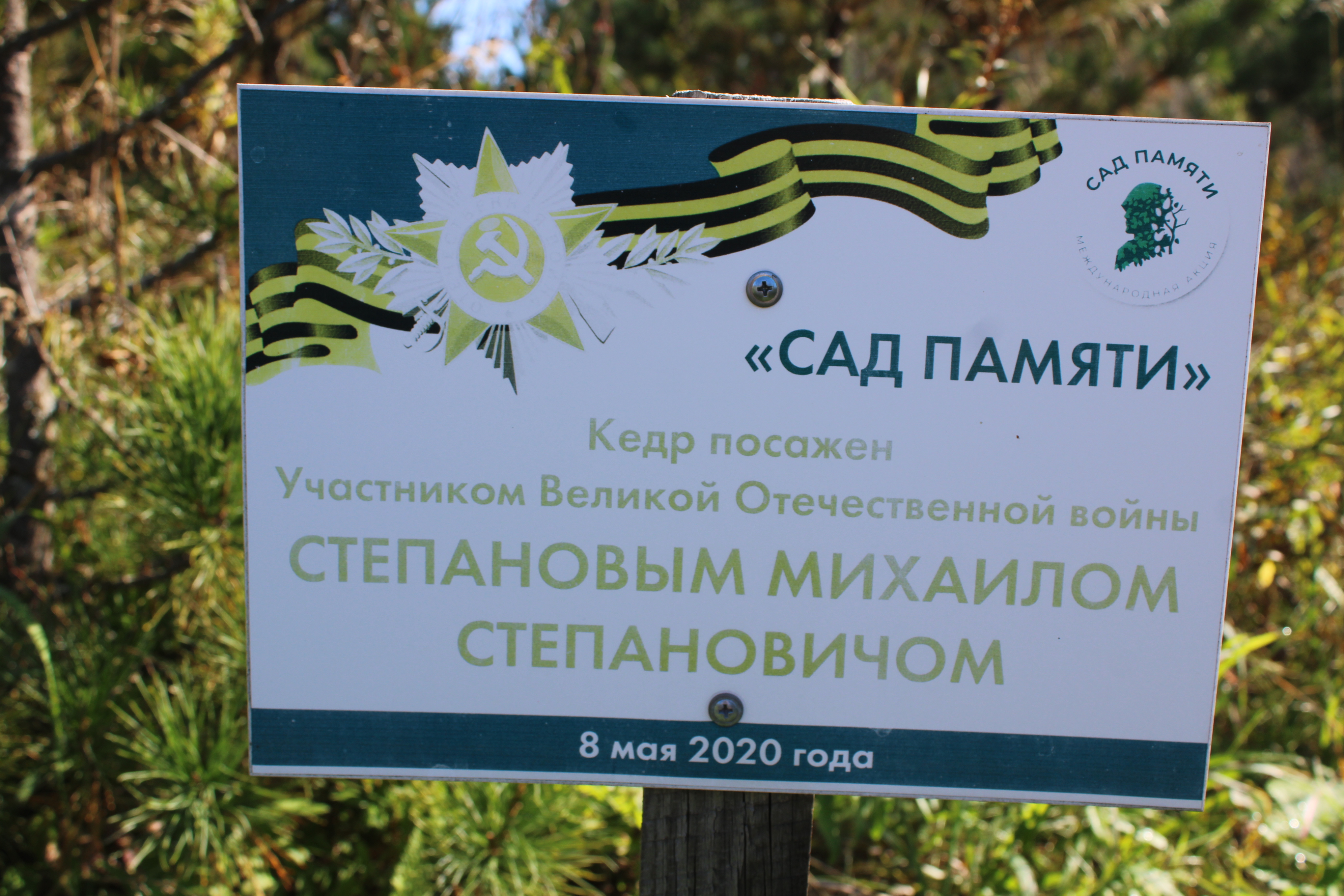 В Саду Памяти в окрестностях Верх-Чебулы мы побывали, и Павел Васильевич показал кедр, посаженный последним участником Великой Отечественной войны [b]Михаилом Степановичем Степановым[/b]. Он его посадил с уверенностью, что этот кедр будет расти под мирным небом.